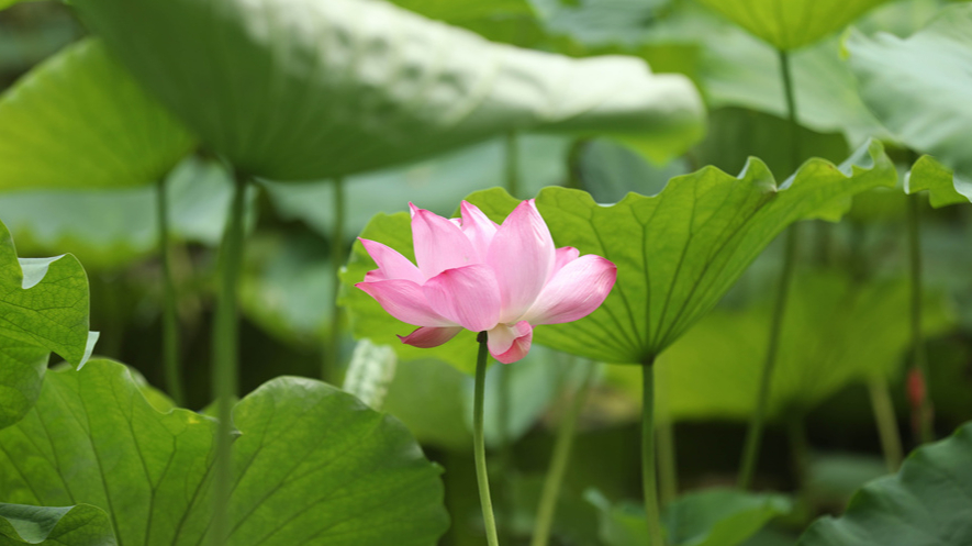 水面清圆，一一风荷举