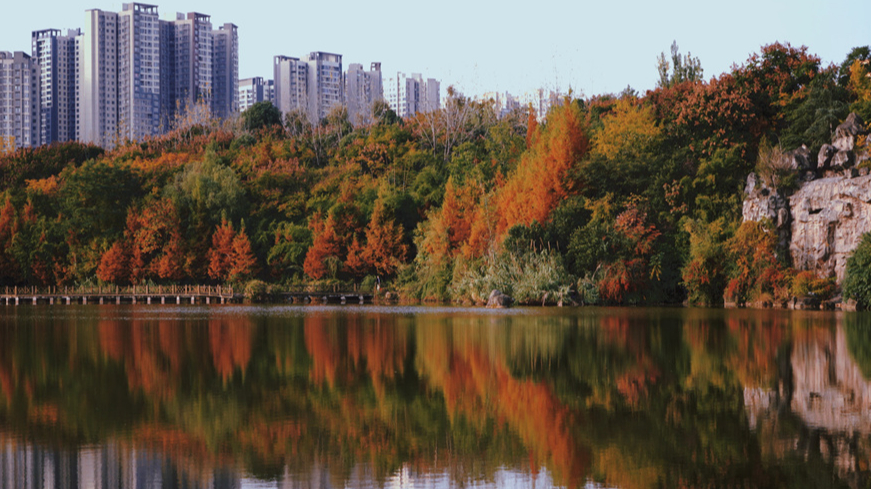 川师彩林进入最佳观赏期