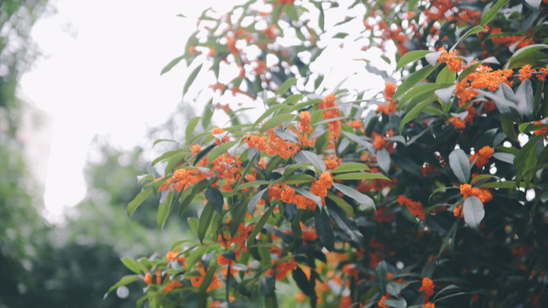 桂花盛开，香彻川师