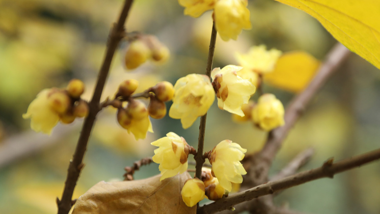 暗香浮动，腊梅花开