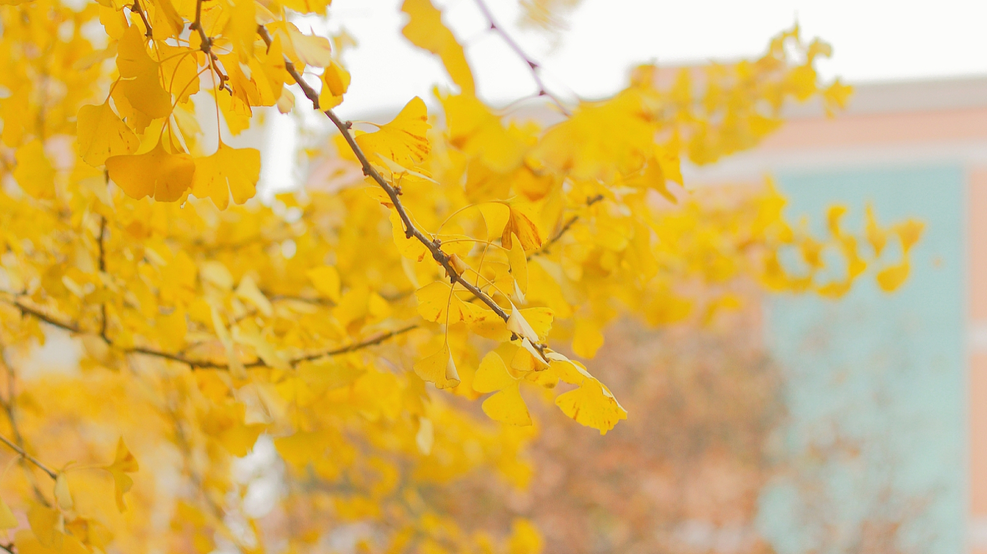又是一年银杏黄
