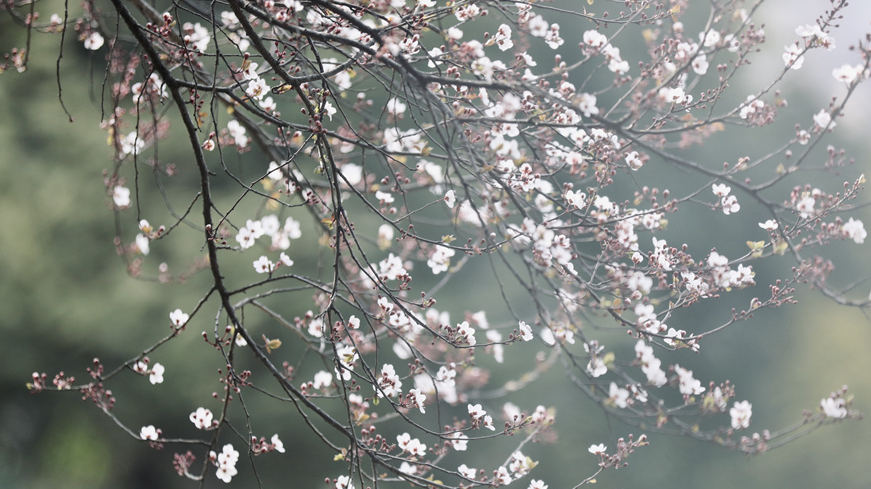 春意盎然的师大