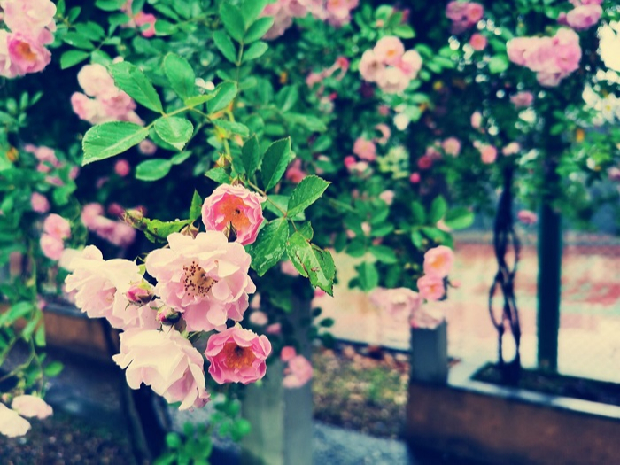 蔷薇花开，等你归来